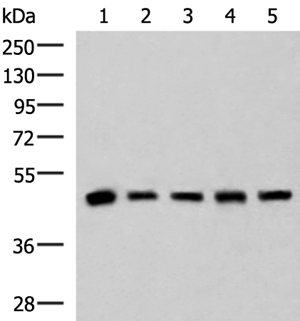 PCYT2 Antibody