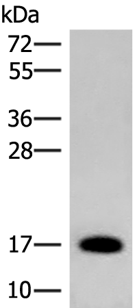 ADCYAP1 Antibody