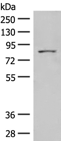 ELMO2 Antibody