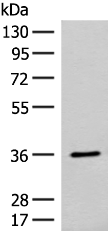 FAM84A Antibody