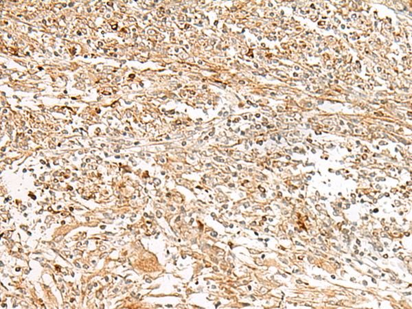 GPR151 Antibody