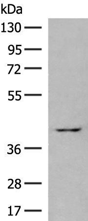 PTGDR2 Antibody