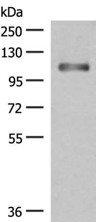 PHF2 Antibody