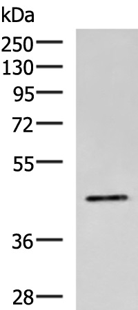 HNRNPA3 Antibody