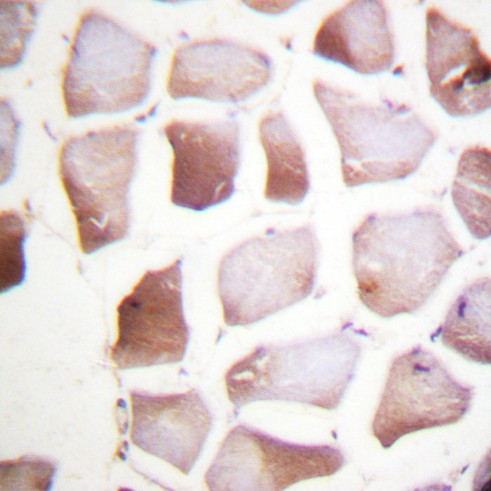 5-Lipoxygenase (phospho-Ser272) Antibody