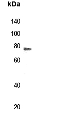 5-Lipoxygenase (phospho-Ser272) Antibody