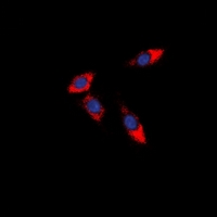 PDCD12 Antibody