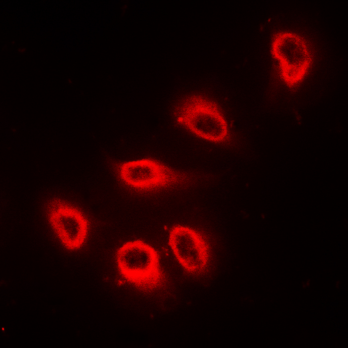 Cadherin 9 Antibody