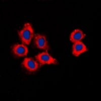 CDK15 Antibody