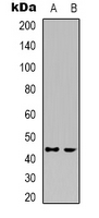 CDK15 Antibody