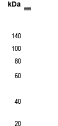 MEGF8 Antibody