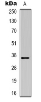 MRGX3 Antibody