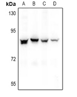 NOL10 Antibody