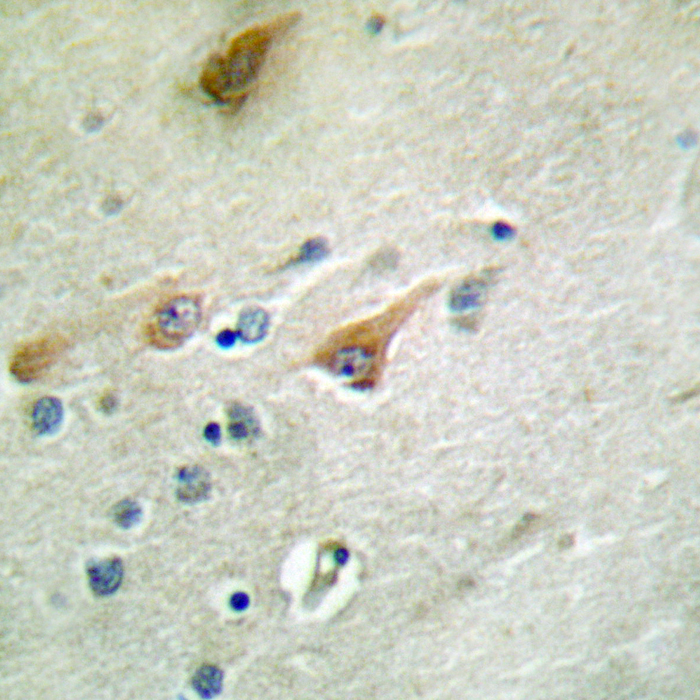 NT5C3 Antibody