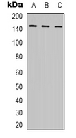 POLR3A Antibody