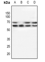 POTEG Antibody