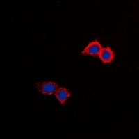 NHE8 Antibody