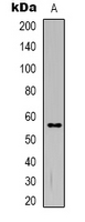 TMEM145 Antibody