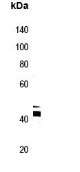 FAM11A Antibody