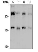 MYO10 Antibody