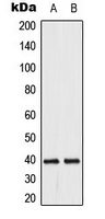 DUSP1/4 Antibody