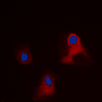 EIF3L Antibody