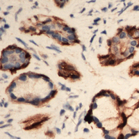 EIF3L Antibody