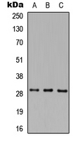 MAF1 Antibody