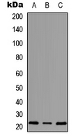 MRPS18A Antibody