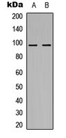 NOM1 Antibody