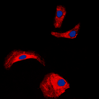 OLFML2A Antibody