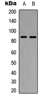 Cadherin 7 Antibody