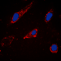 Cytochrome P450 2C19 Antibody