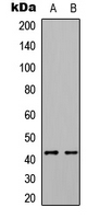 ABHD7 Antibody