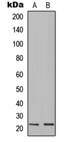 Ig lambda C Antibody