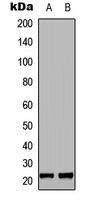 MRPL35 Antibody