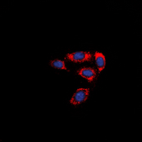 PAR4 Antibody