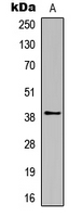 Rhodopsin Antibody