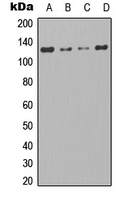 TAO1 Antibody