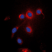 UBXN11 Antibody