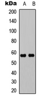 UBXN11 Antibody