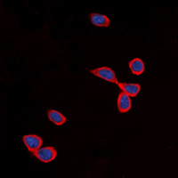 Cadherin 24 Antibody