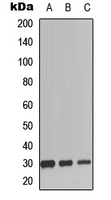 SCGF Antibody