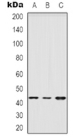 VPS4B Antibody