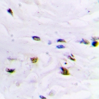 ZNF7 Antibody