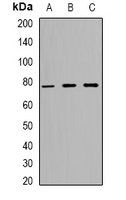 ZNF7 Antibody