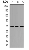 Alpha-1D Adrenergic Receptor Antibody