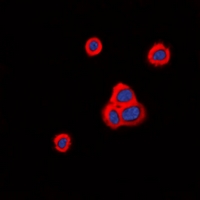 Cadherin 20 Antibody