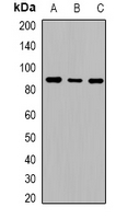 Cadherin 20 Antibody