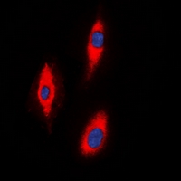 ZNRF2 Antibody